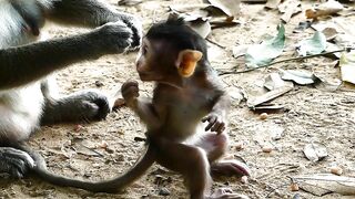 Adie Stretching Body Long  Reaching The Peanut On Ground, Hungry Baby