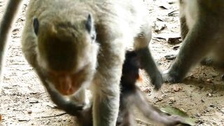 Adie Stretching Body Long  Reaching The Peanut On Ground, Hungry Baby