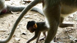 Adie Stretching Body Long  Reaching The Peanut On Ground, Hungry Baby