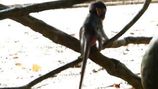 Adie Stretching Body Long  Reaching The Peanut On Ground, Hungry Baby