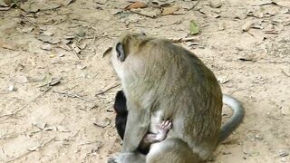 Adie Stretching Body Long  Reaching The Peanut On Ground, Hungry Baby