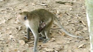 Adie Stretching Body Long  Reaching The Peanut On Ground, Hungry Baby