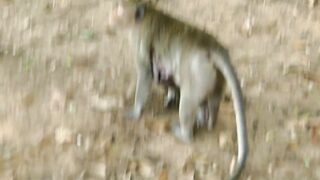 Adie Stretching Body Long  Reaching The Peanut On Ground, Hungry Baby