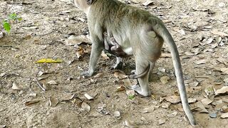 Adie Stretching Body Long  Reaching The Peanut On Ground, Hungry Baby