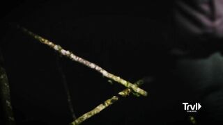 Team Finds Multiple Unexplainable Tree Structures | Expedition Bigfoot | Travel Channel