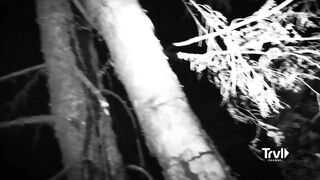 Team Finds Multiple Unexplainable Tree Structures | Expedition Bigfoot | Travel Channel