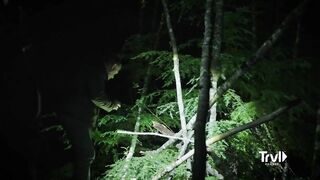 Team Finds Multiple Unexplainable Tree Structures | Expedition Bigfoot | Travel Channel