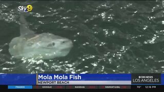 Caught on video: Ocean sunfish spotted off Newport Beach