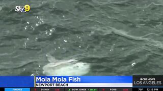 Caught on video: Ocean sunfish spotted off Newport Beach