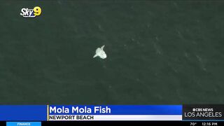 Caught on video: Ocean sunfish spotted off Newport Beach