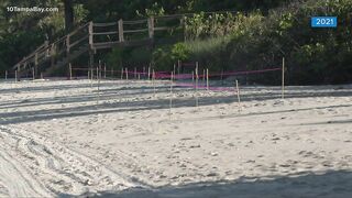 First nest spotted on a Florida beach during turtle nesting season