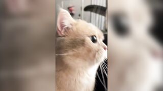 How's it like to have a Talktive Cat? Cash's meow talk COMPILATION 02 | meow__cash