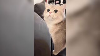 How's it like to have a Talktive Cat? Cash's meow talk COMPILATION 02 | meow__cash