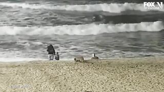 Video shows moment coyote attacks toddler on Huntington Beach