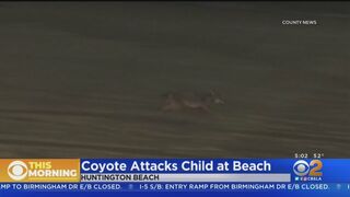 Girl attacked by coyote near Huntington Beach Pier