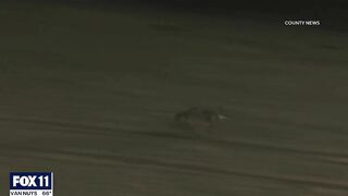 New video shows moment coyote attacks toddler on Huntington Beach