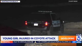 Coyote attacks girl in Huntington Beach: Police