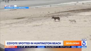 Coyote attacks girl in Huntington Beach: Police