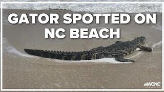 Gator spotted walking on North Carolina beach