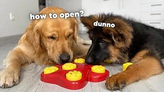 My Dogs Try Brain Games to See Who Is Smarter