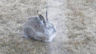 #Hares #Rabbit stretching his long legs very attentive