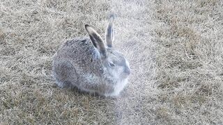 #Hares #Rabbit stretching his long legs very attentive