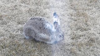 #Hares #Rabbit stretching his long legs very attentive