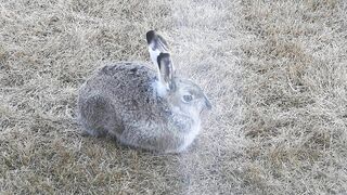 #Hares #Rabbit stretching his long legs very attentive