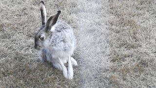 #Hares #Rabbit stretching his long legs very attentive