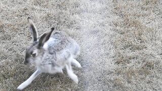 #Hares #Rabbit stretching his long legs very attentive