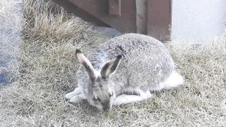 #Hares #Rabbit stretching his long legs very attentive