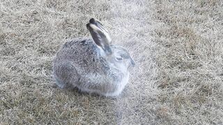 #Hares #Rabbit stretching his long legs very attentive