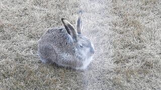 #Hares #Rabbit stretching his long legs very attentive