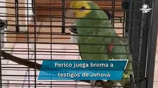 Perico se hace viral en TikTok; burla a testigos de Jehová y los hace esperar por 30 minutos