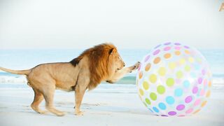 Animalia's Lions and Tigers hit the beach