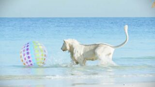 Animalia's Lions and Tigers hit the beach