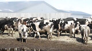 A Dairy on the Prairie Trailer!