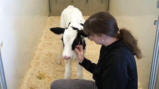 A Dairy on the Prairie Trailer!