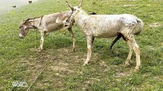 Super funny video animals/Donkey and Donkeys meeting groom each other May 05. 2022