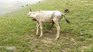 Super funny video animals/Donkey and Donkeys meeting groom each other May 05. 2022