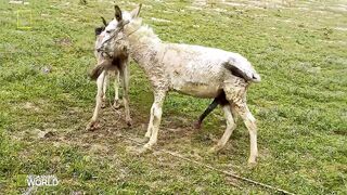 Super funny video animals/Donkey and Donkeys meeting groom each other May 05. 2022