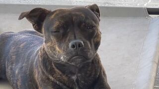 Funny Dog trying to stay awake