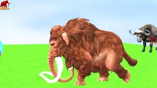 Don't Choose The Wrong Egg Challenge with Cow Tiger Elephant Mammoth Lion Buffalo Wild Animals