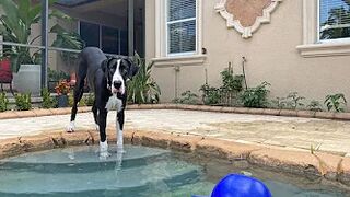 Funny Great Dane Gets Sassy Taking Her First Steps Into The Pool