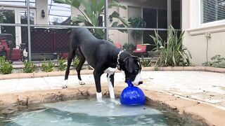 Funny Great Dane Gets Sassy Taking Her First Steps Into The Pool