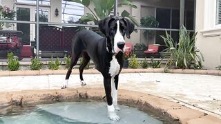 Funny Great Dane Gets Sassy Taking Her First Steps Into The Pool