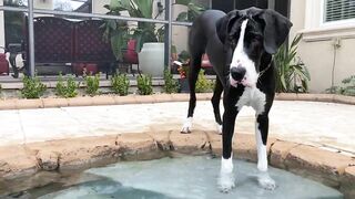 Funny Great Dane Gets Sassy Taking Her First Steps Into The Pool