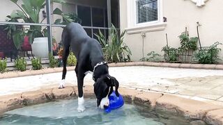 Funny Great Dane Gets Sassy Taking Her First Steps Into The Pool