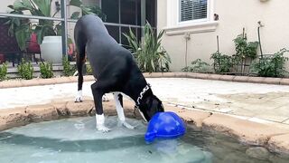 Funny Great Dane Gets Sassy Taking Her First Steps Into The Pool