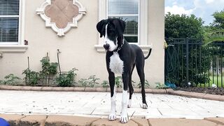 Funny Great Dane Gets Sassy Taking Her First Steps Into The Pool